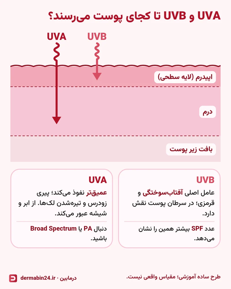 طرح برش پوست با سه لایه اپیدرم، درم و بافت زیر پوست؛ پرتو UVB تا اپیدرم و پرتو UVA تا درم رسیده است